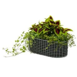 Korbo Flower Box 49x20 Cm, Acid-proof Stainless Steel